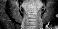 elephant close up, when to go, inspiration