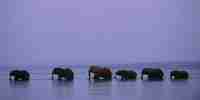 elephant herd in water, your first safari, homepage